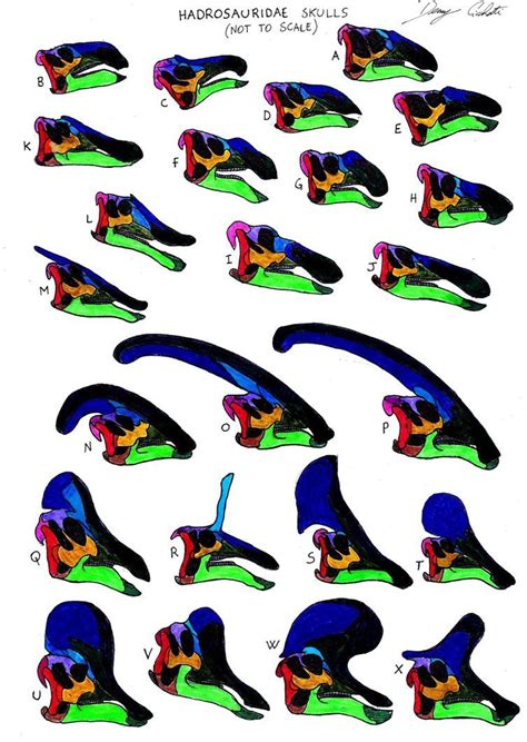 Hadrosauridae skull comparison (not to scale) by Dennonyx.deviantart.com on @DeviantArt Dinosaur ...