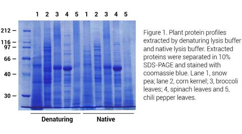 Rapid Spin Column based Total Protein Extraction Kit for Plant Tissues ...