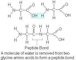 Protein Structures: Primary, Secondary, Tertiary, Quaternary - SchoolWorkHelper