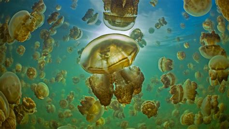 Golden Jellyfish – Bing Wallpaper Download