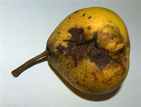 Pear scab - Suffolk Fruit and Trees - The Fruit Tree Specialists