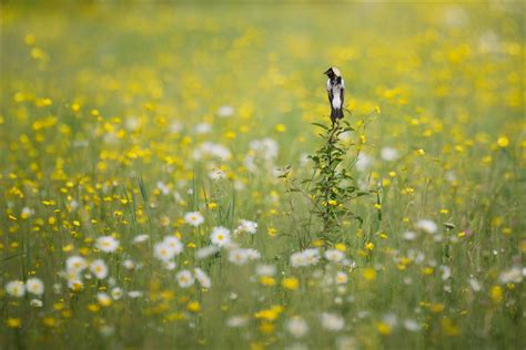 Bobolink | Audubon Field Guide