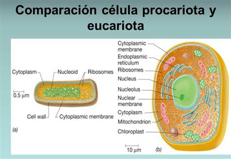 Comparación entre célula procariota y eucariota. | Nuclear membrane, Cell wall, Membrane