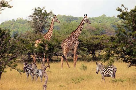 Inside Tanzania's Selous Game Reserve • Your Ultimate Safari Guide