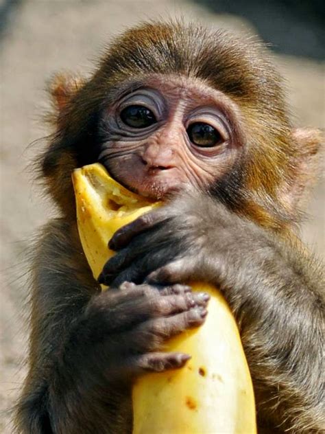 Who Dash Monkey Banana? ~ PublicWellness Group