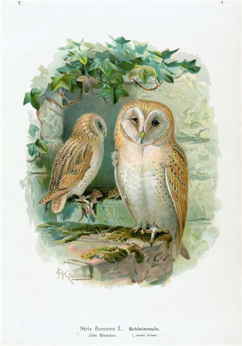 Enchanted Forest Frames & Birds – Wings of Whimsy