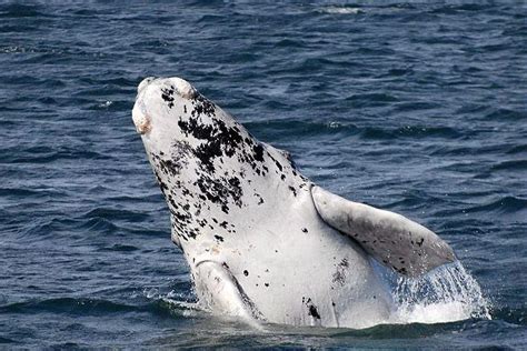 Albino Whale, This would be amazing to see in person | Whale, Rare ...