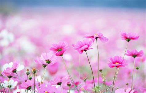 Desktop Backgrounds Hd Flowers