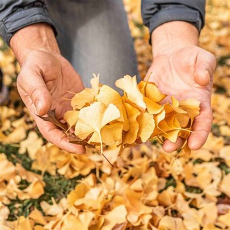 Tips for Mulching Leaves - How to Make Composted Leaf Mulch