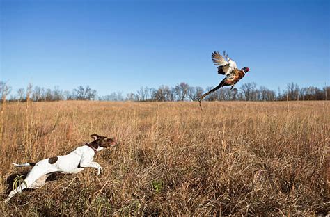 Royalty Free Pheasant Hunting Pictures, Images and Stock Photos - iStock