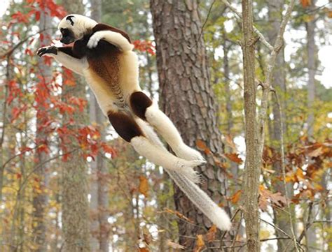 Media invited to lemur research, conservation symposium at Duke | Duke Today