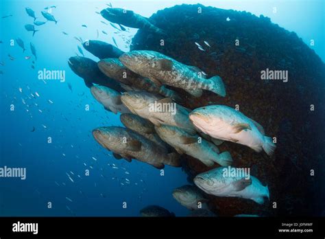 Goliath grouper during spawning aggregation between the months of August and October Stock Photo ...