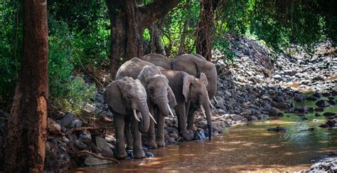 African Forest Elephant | Forest Gardener of Africa | African forest ...