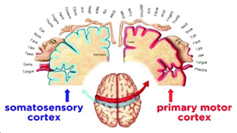 Somatotopic organization within the somatosensory cortex and primary ...