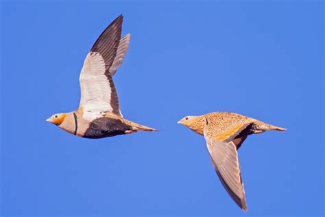 The Sandgrouse has a Trick up its Belly | RoundGlass | Sustain