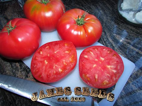 Cuostralee French Heirloom Tomato - Jake's Seeds