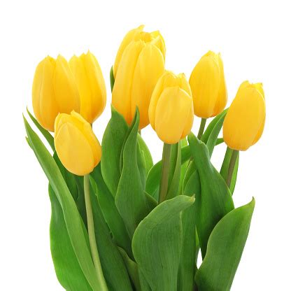 Yellow Tulips Bouquet Stock Photo - Download Image Now - iStock