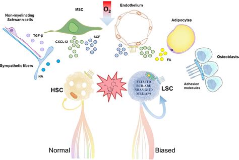 Frontiers | Leukemia Stem Cell Release From the Stem Cell Niche to Treat Acute Myeloid Leukemia