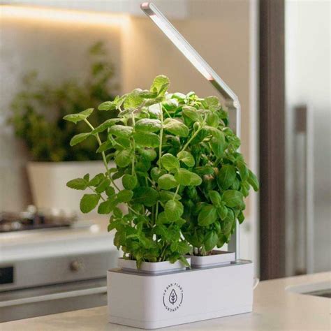 This INDOOR SMART GARDEN Is Perfect For That Mate Who Always Kill Their ...