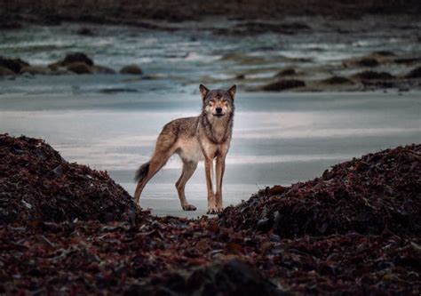 Watch a film about coastal wolves in BC for free (VIDEO) - Vancouver Is ...