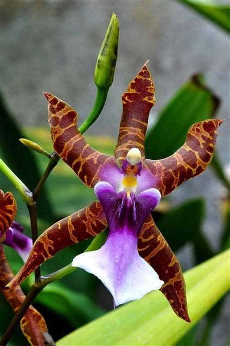 479 best images about ORCHIDS MILTONIA & VANDA on Pinterest | Rare orchids, Orchid flowers and ...