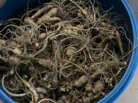 Fresh Wild Simulated Ginseng Root (8oz) - Colwell's Ginseng ...