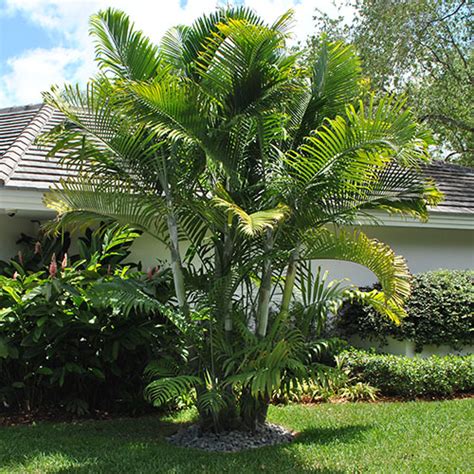 Tropicalway East Landscaping Services in Miami, FL