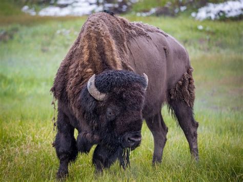 Premium Photo | Large yellowstone bison buffalo at yellowstone national ...