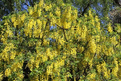 Laburnum 2 | The Laburnum in the garden has a good crop of f… | Flickr