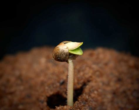 Marijuana Seed Germination Guide - Pacific Seed Bank