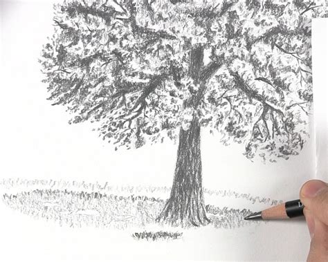 How to Draw a Tree with Leaves - Let's Draw Today