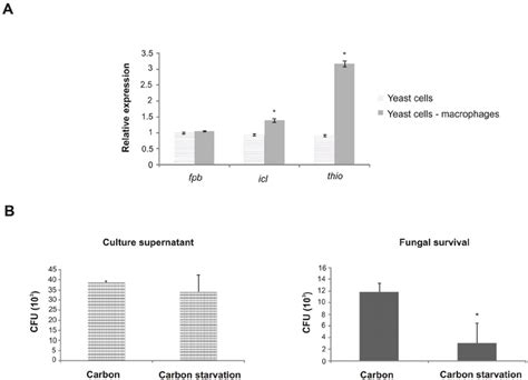 Expression of Paracoccidioides fbp , icl and thio genes and... | Download Scientific Diagram