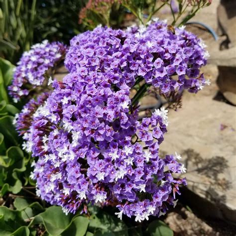 Sea Lavender (Limonium perezii)