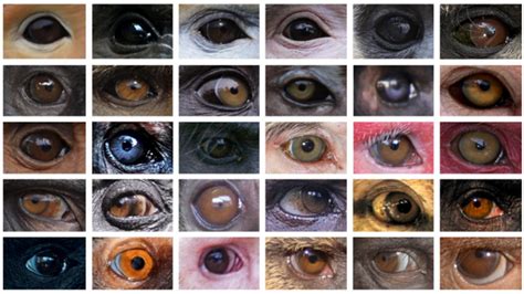 Study addresses causes of eye colour variation in primates | Mirage News