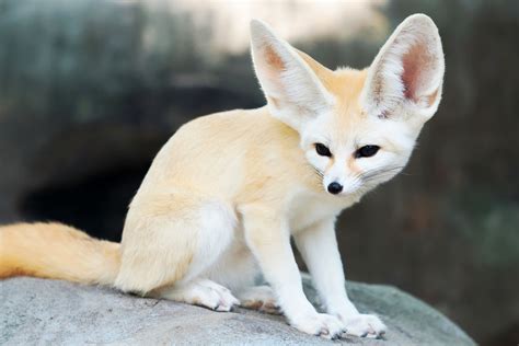 Hoeveel kost Fennec Fox - Fumi Pets