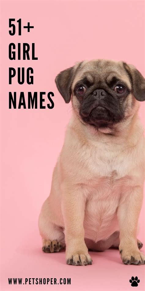 Girl Pug Names 51+ BEST & TOP Female Names - PetShoper