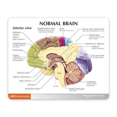 Half Brain Model | Human Body Anatomy Replica of Normal Brain w/Sensory ...