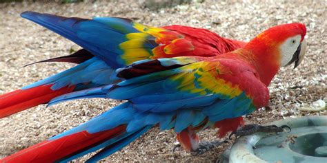 Scarlet Macaw | Biodiversity Database Suriname