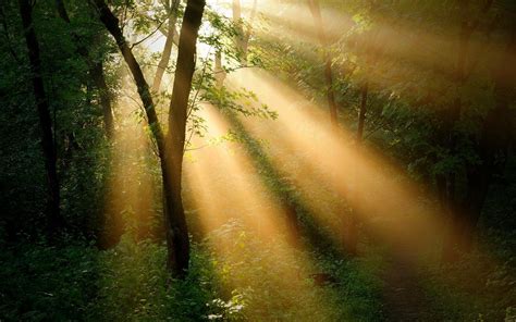 Sun Rays Through Forest Trees Wallpapers - Wallpaper Cave