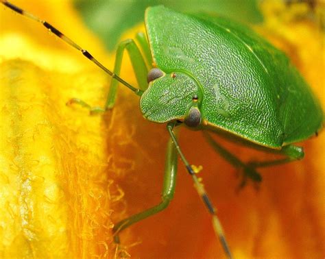 Green Shield Bug | Green Shield Bug on a yello flower | Mynette Jones ...