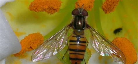 Hoverfly Guide