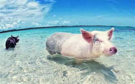 Everything You Need to Know About the Bahamas' Beach Pigs | Swimming ...