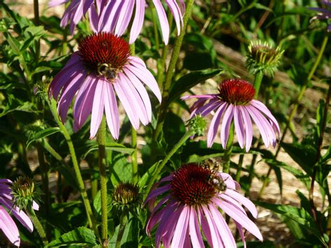 Echinacea purpurea - Organic Medicinal & Herb Seeds