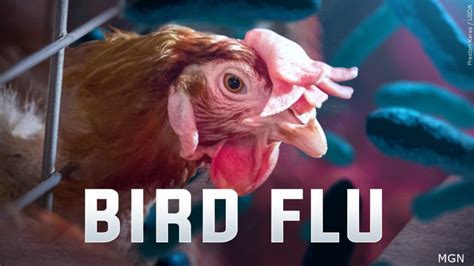 Bird Flu reported in Steele County - ABC 6 News - kaaltv.com