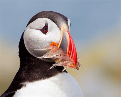 Atlantic Puffin bringing food to its nest. Photo by David Peller ...