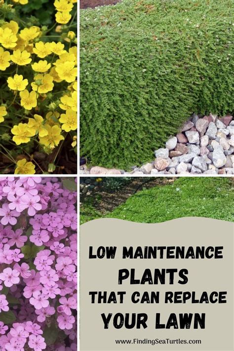 Best Low Maintenance Lawn Alternatives