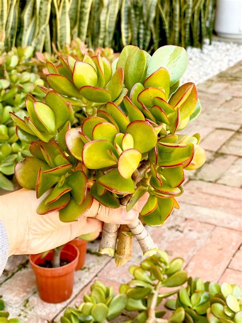 Jade Plant Succulent Cuttings Large Organic Fresh Cuttings 10 68 Inch ...