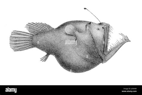 Murrays abyssal anglerfish Black and White Stock Photos & Images - Alamy