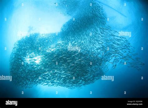 Sardine Run in Moalboal. Cebu, Philippines Stock Photo - Alamy