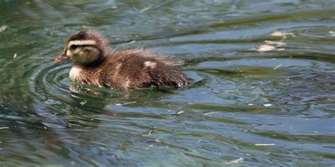 Baby Duck Swimming | can't ever have enough baby duck pictur… | By: San Diego Shooter | Flickr ...